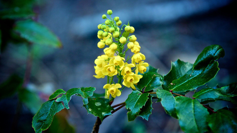 oregon grape plant